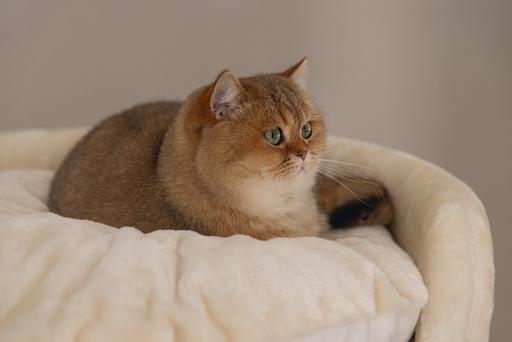 Image du produit Beeztees Tura (100 cm, Marron, Beige)