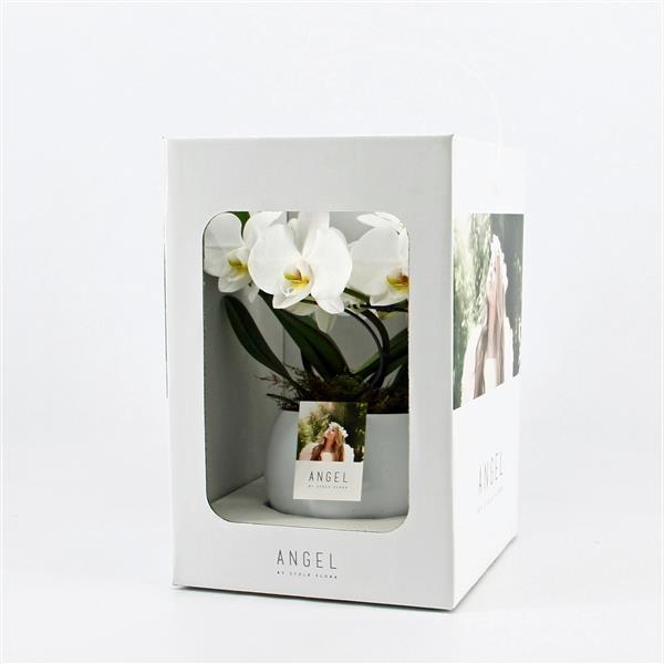 Image du produit Phalaenopsis Angel