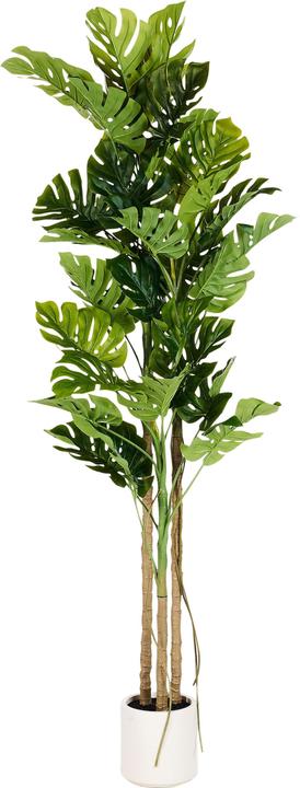 Immagine prodotto Beliani Monstera Plant (221 cm)