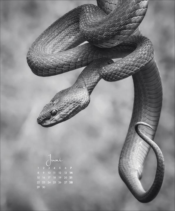 Produktbild WildLife 2026 (45.5 x 55 cm)