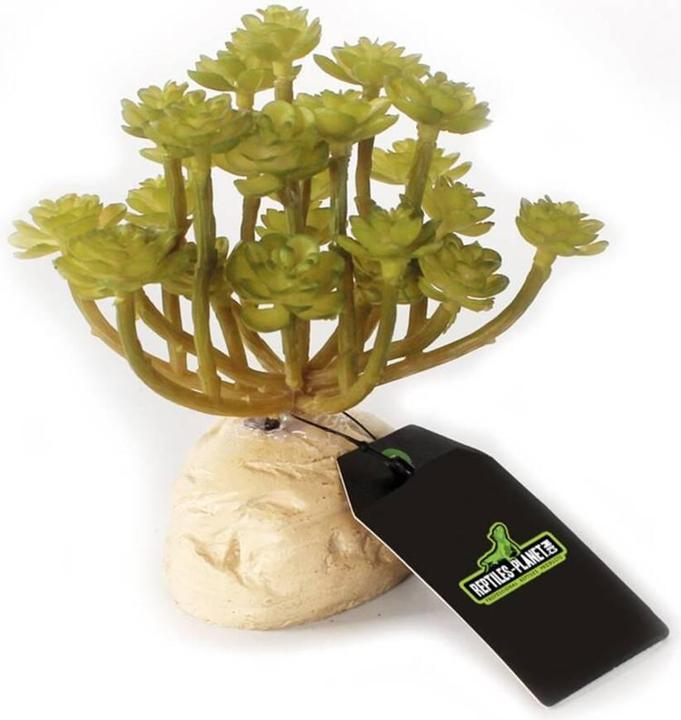 Reptiles-Planet Green succulent Aeonium