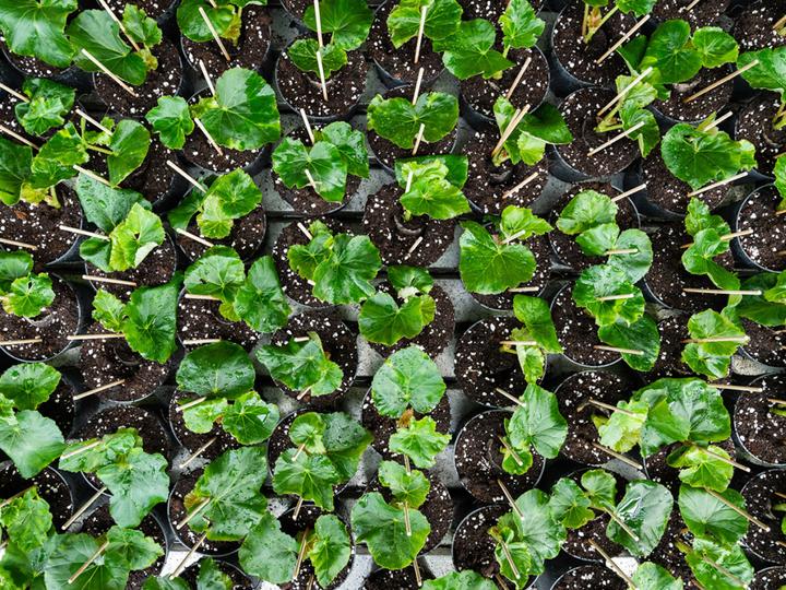 Actual product image PlantaPlus Growmix (50 l, Coco Slab)