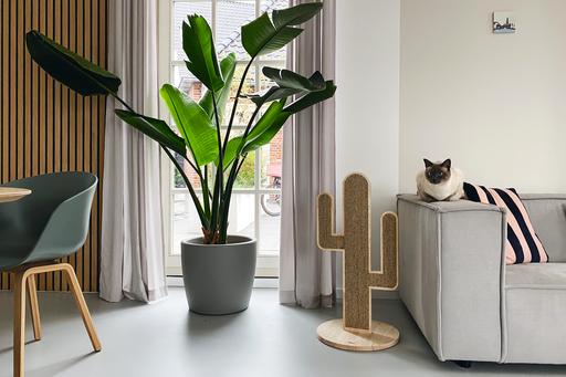 Immagine prodotto Designed by Lotte Cactus Ocean (80 cm, Brown)