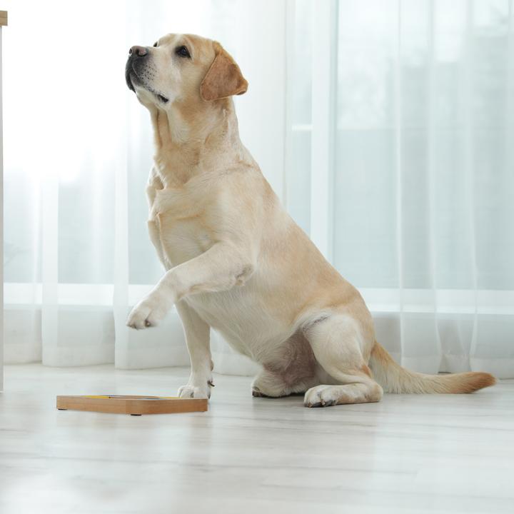 Produktbild Relaxdays Hunde-Intelligenzspielzeug (Intelligenzspielzeug Hund)