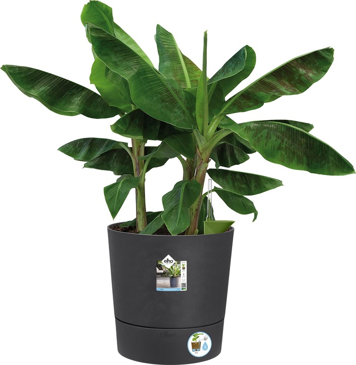 Actual product image Elho Blumenschale (43 cm)