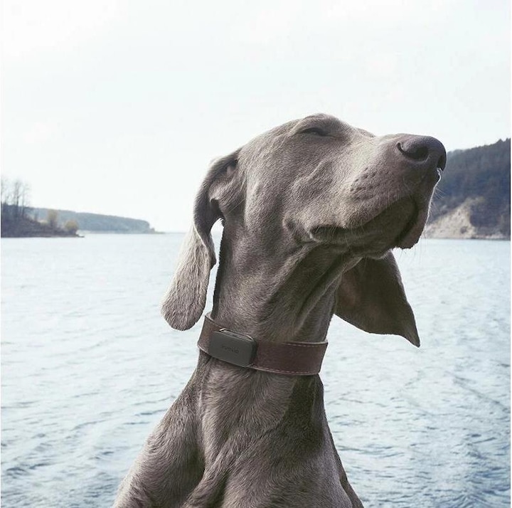 Image du produit Invoxia Pet GPS Tracker (Chien, Chat, Général)
