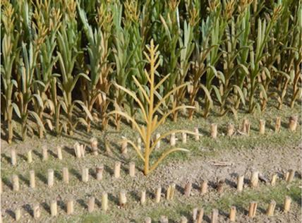 Juweela 1:32 1:35 Maispflanzen Hellbraun 50x