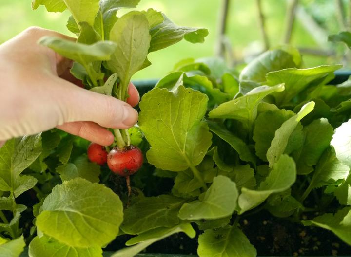 Produktbild Bio-Gärtnern am Fensterbrett (Deutsch, Birgit Lahner, 2020)