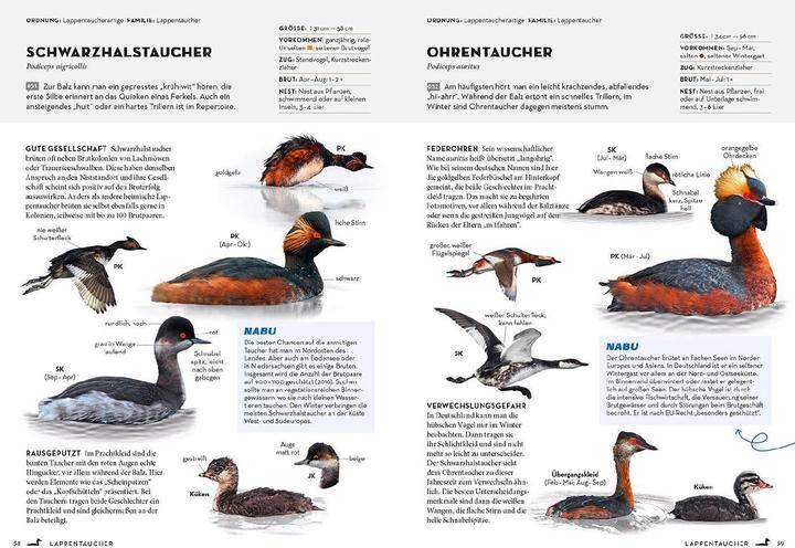 Actual product image Kosmos Das NABU-Vogelbuch (German, Fabian Karwinkel, Peter Mullen, 2023)