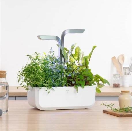 Produktbild Véritable Winter-Bohnenkraut BIO (Kräutersamen)