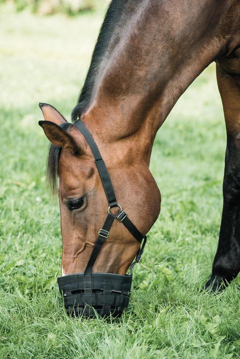 Actual product image Horse Guard Horse muzzle