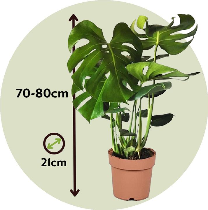Actual product image Plant in a Box Monstera Deliciosa - Window leaf (80 cm)