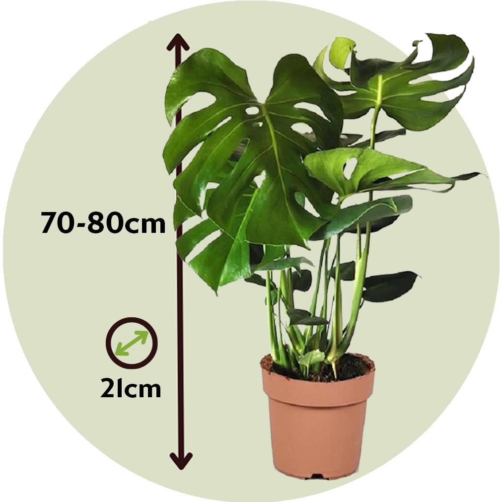 Thumbnail - Plant in a Box, Pflanzen, Monstera Deliciosa - Fensterblatt (80 cm)