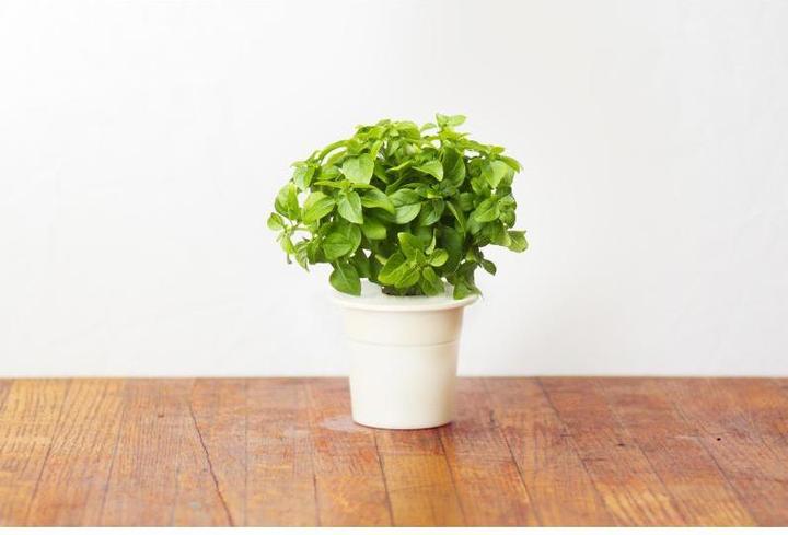 Image du produit Click and Grow Basilic nain (Graines d'herbes aromatiques)