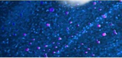 Immagine prodotto OPI Infinite Shine Awe Night Long (ISL129 - Notte di stupore, Smalto)
