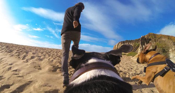 Immagine prodotto GoPro Imbracatura per cani Fetch (Universale, Eroe 7, Azione Osmo)