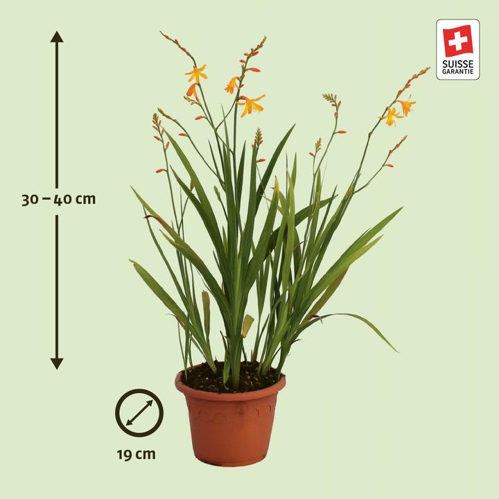Produktbild Zulauf Crocosmia croc. (x) 'George Davidson' / Monbretie 'George Davidson' (30 cm)