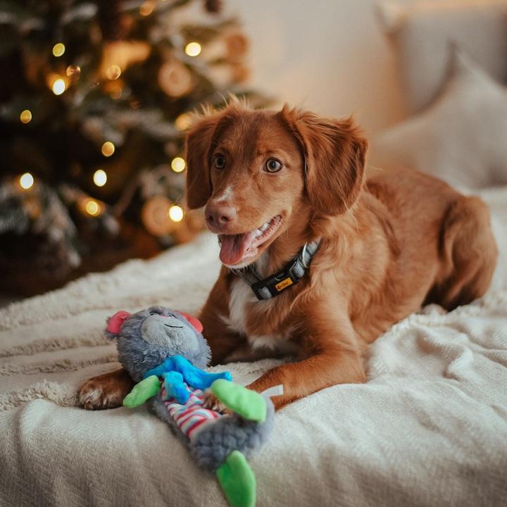 Actual product image Red Dingo DINGO Žaislas PLUSZ MIŚ SZELESZCZĄCY 36cm (Plush toy dog)