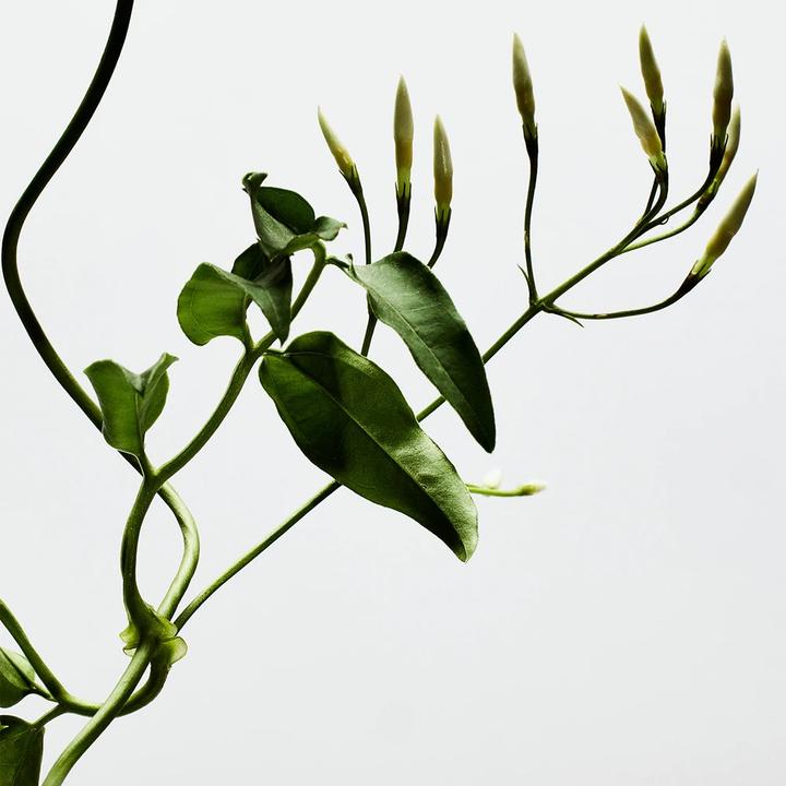 Immagine prodotto Perfumes Loewe 001 Donna (Eau de parfum, 100 ml)