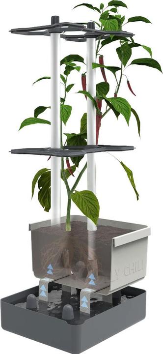 Actual product image Gusta Garden Charly Chilli XL