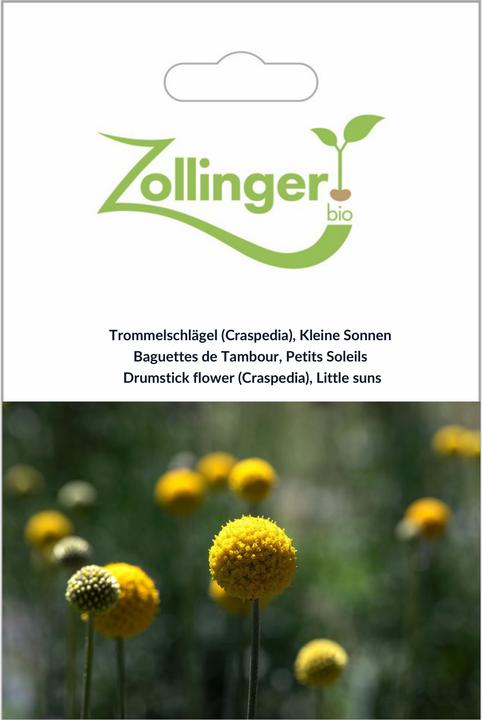 Zollinger Bio Mailloches de tambour (Craspedia), Petits soleils
