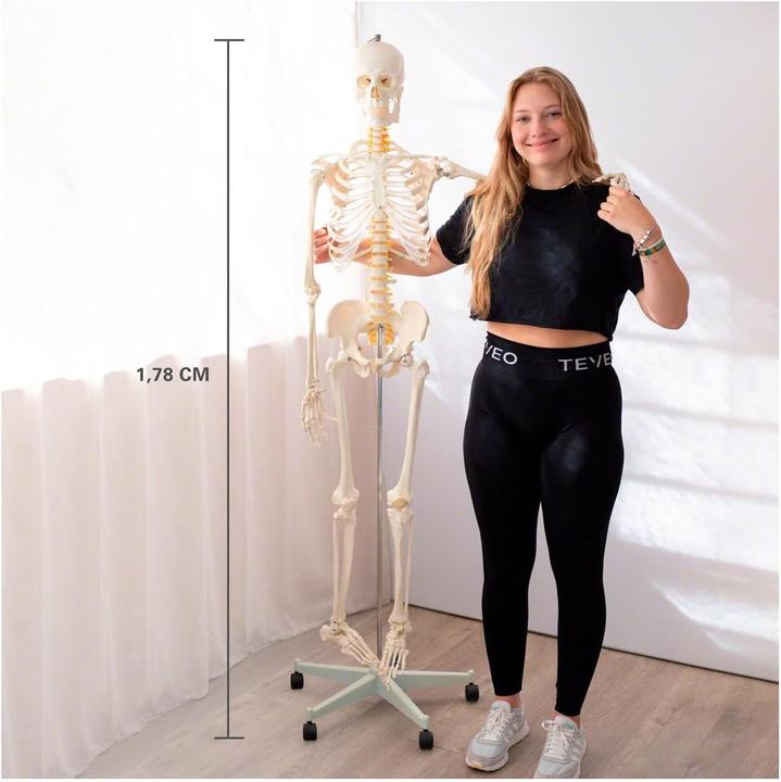 Image du produit Togu Squelette d'écolier 178 cm