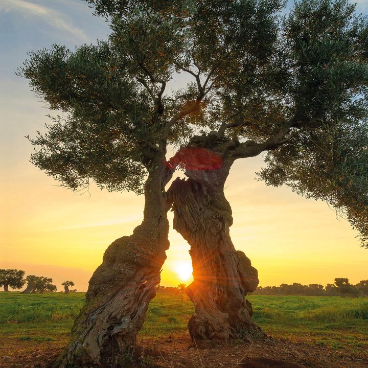 Produktbild Trees 2026 (30 x 30 cm)