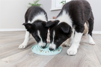 Produktbild Trixie Junior Schleckplatte, Ø 21 cm, Mint (Beschäftigungsspielzeug Hund)