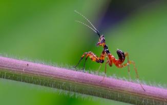 Actual product image Venus Optic Laowa 100mm f/2.8 Ultra Macro APO Sony FE (Sony E, full size)