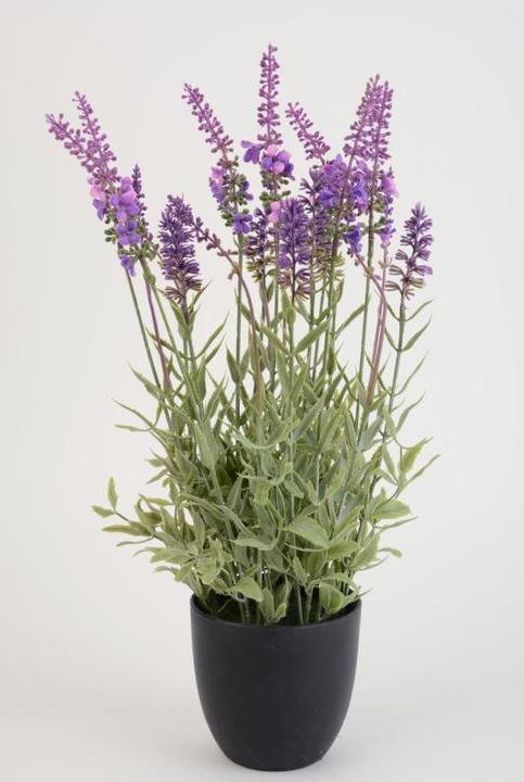 Bludeko Lavendel Im Topf (48 cm)