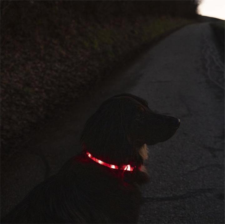 Produktbild Flamingo Leuchthalsband Nera Visio rot (Hund, Allgemein)