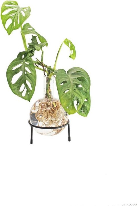 Immagine prodotto Winkee Vaso Idro Flora (1 x, 1.50 l)