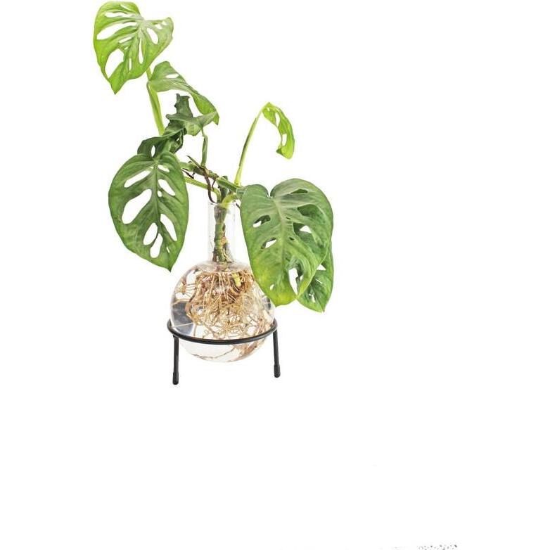 Winkee, Vase, Hydro Vase Flora (1 x, 1.50 l)