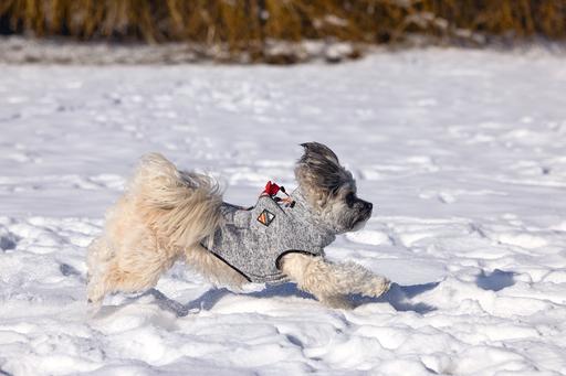 Immagine prodotto Beeztees Celia (36, Maglione per cani)