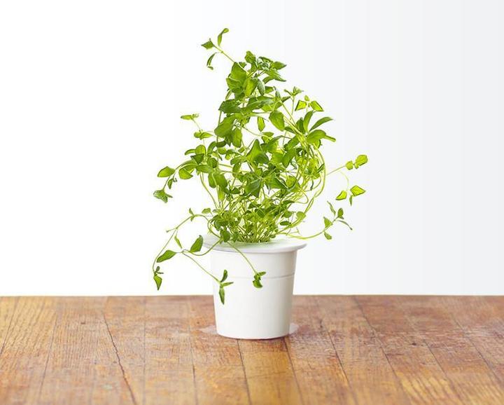 Actual product image Click and Grow Oregano (Herb seeds)
