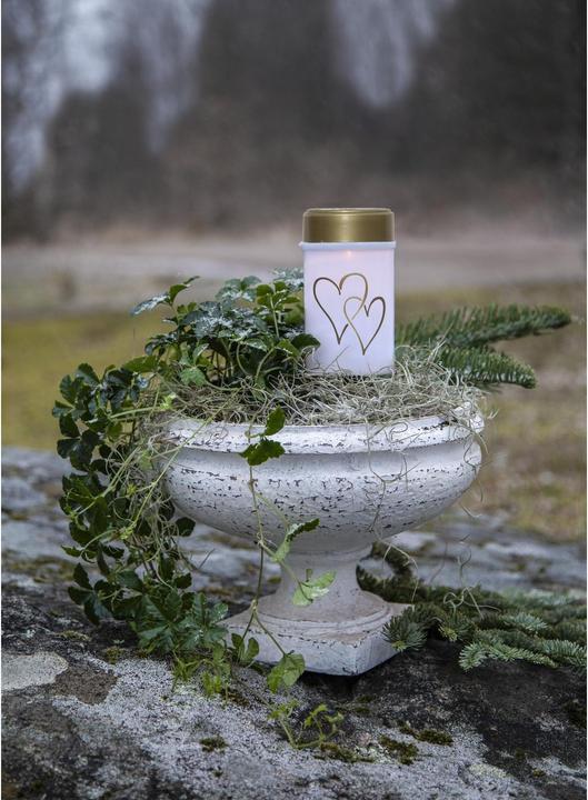 Actual product image Star Trading Hearty