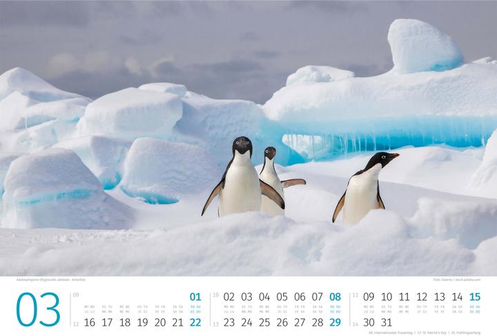 Produktbild Pinguine Kalender 2026