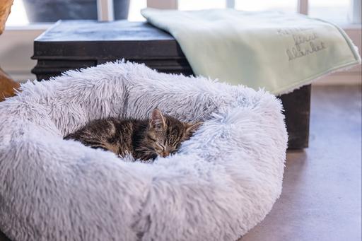Image du produit Beeztees Vide (Chat)