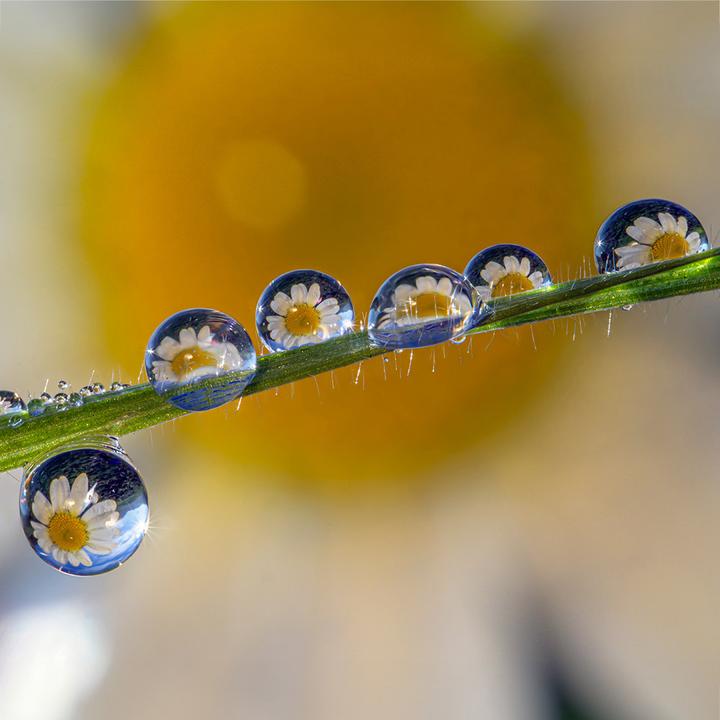 Immagine prodotto Venus Optic Lunghezza focale fissa Laowa 85 mm f/5.6 2X APO - Nikon Z (Nikon Z, Full frame)