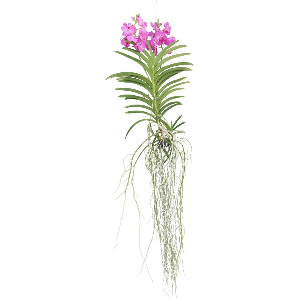 Thumbnail - Plant in a Box, Pflanzen, Vanda 'Pink' - Orchidee (90 cm)