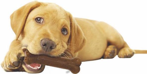 Actual product image Nylabone Puppybone M, 14 cm, 85 g (Dog chew toy)