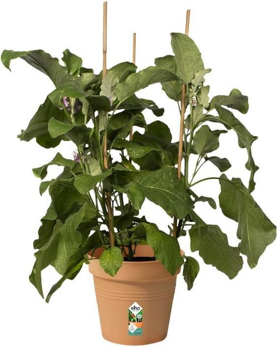 Produktbild Elho Green Basic (21 x 19 cm)