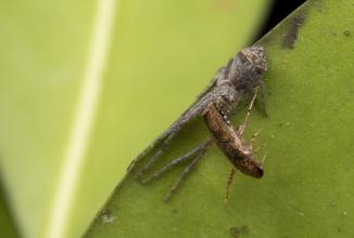 Image du produit Venus Optic Focale fixe Laowa 85 mm f/5.6 2X APO - Sony E-Mount (Sony E, Plein format)