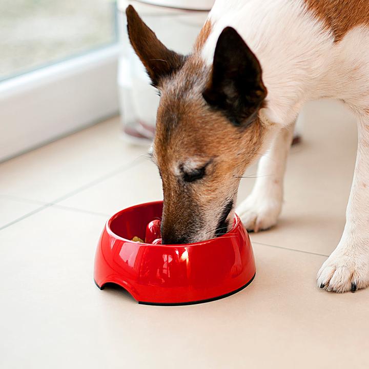 Actual product image Infactory Anti gulp bowl for dogs and cats, 300 ml (0.30 l)