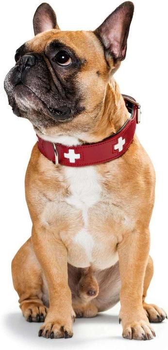 Actual product image Hunter Collar Swiss genuine leather (XS, S, Dog, General)