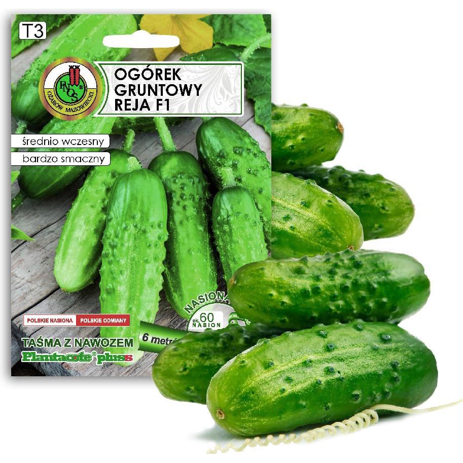 Apte, Semi, PNOS Samen auf Band Gurke Reja F1 6m Band (Semi di verdura)