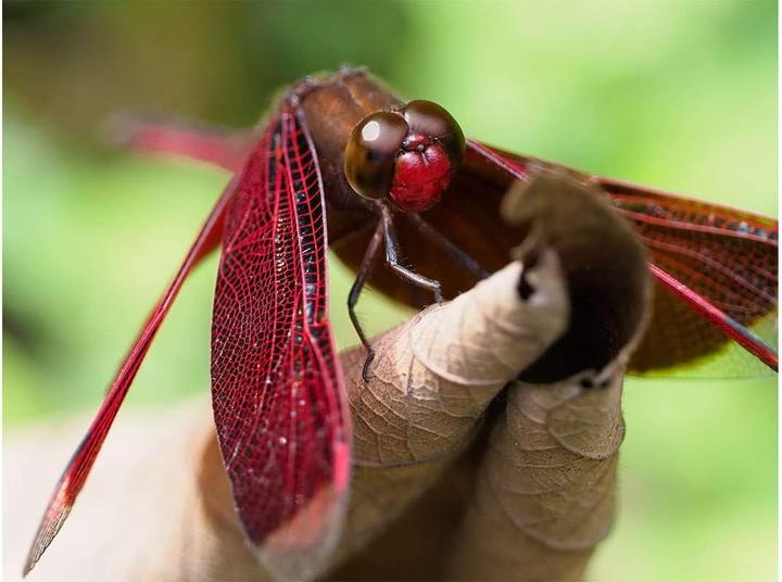 Actual product image Olympus MC-20 M.Zuiko Digital 2x (Teleconverter, Micro Four Thirds)