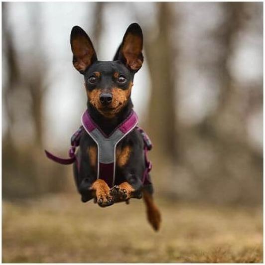 Image du produit Non-Stop Dogwear Harnais de ligne 5.0 Lila 1 (1, Chien, Vélo, Général, Promenade, Sport canin, Travail)