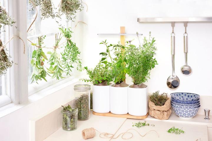 Image du produit Prêt à Pousser Lilo