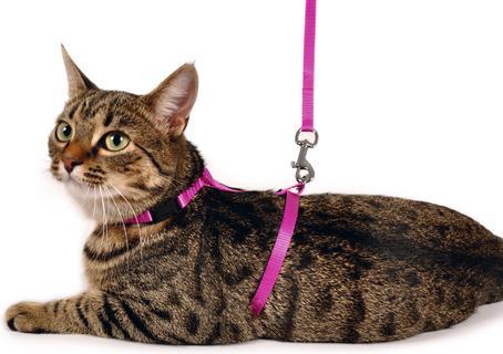 Image du produit Karlie Harnais et laisse Art Sportiv Plus (Chat)